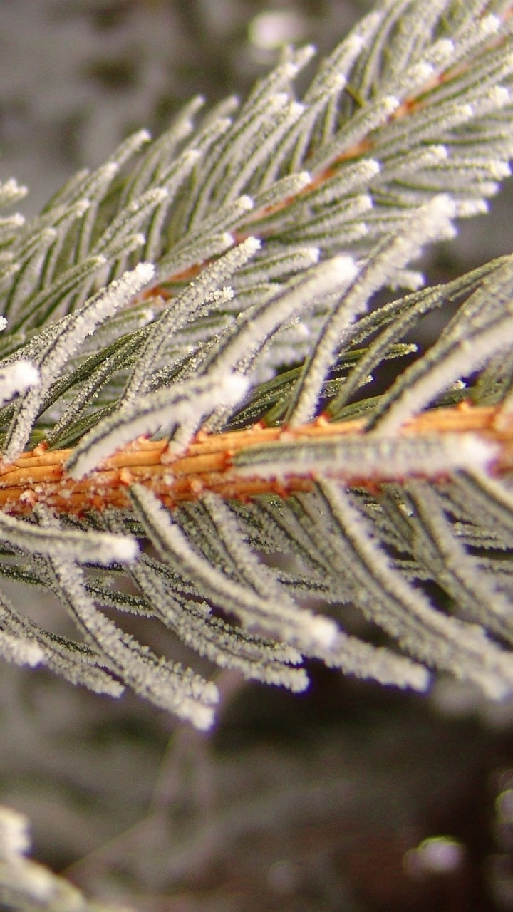 White Snow on Brown Stem. Wallpaper in 720x1280 Resolution