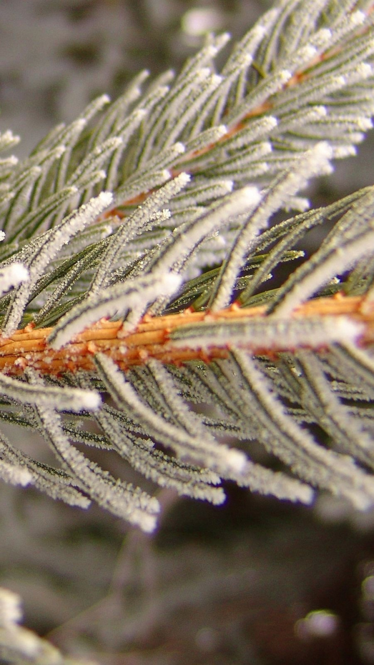 White Snow on Brown Stem. Wallpaper in 750x1334 Resolution