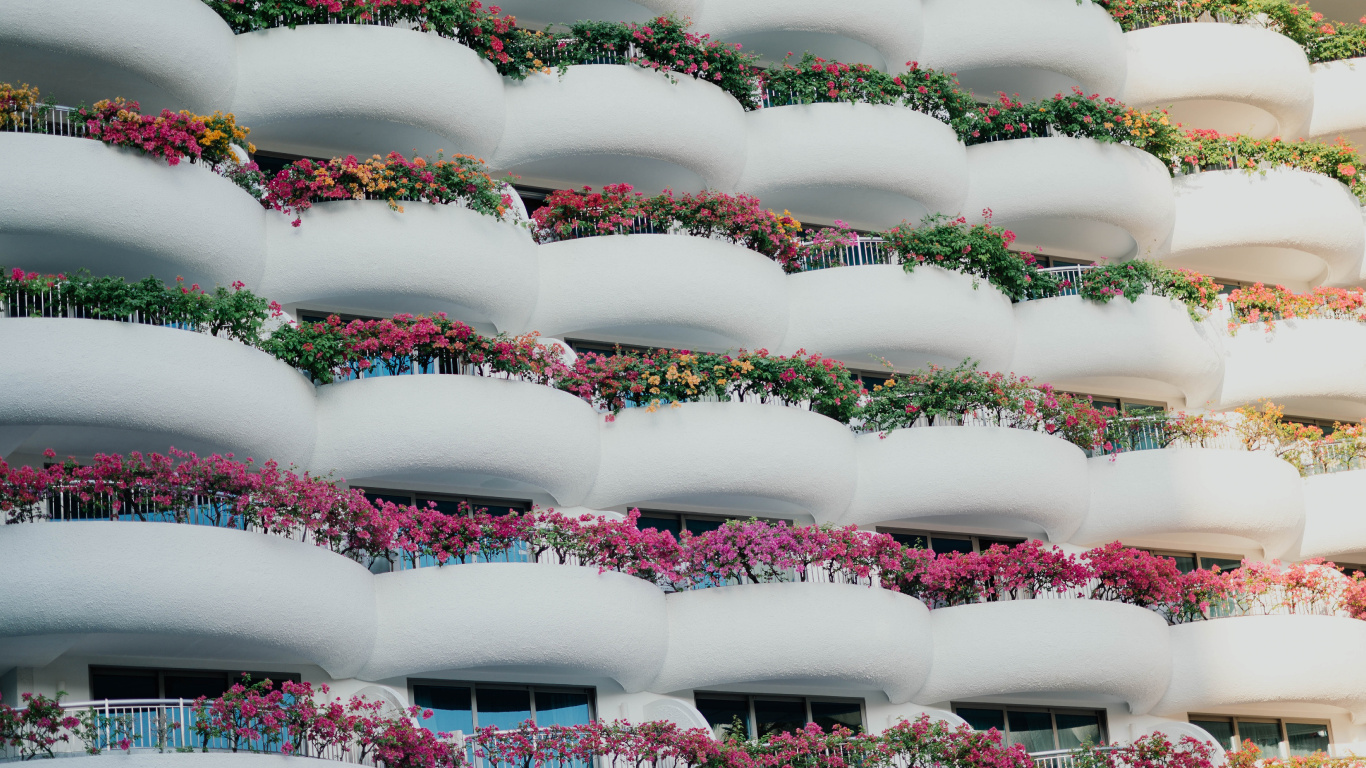 Bouquet de Fleurs Blanches et Rouges. Wallpaper in 1366x768 Resolution