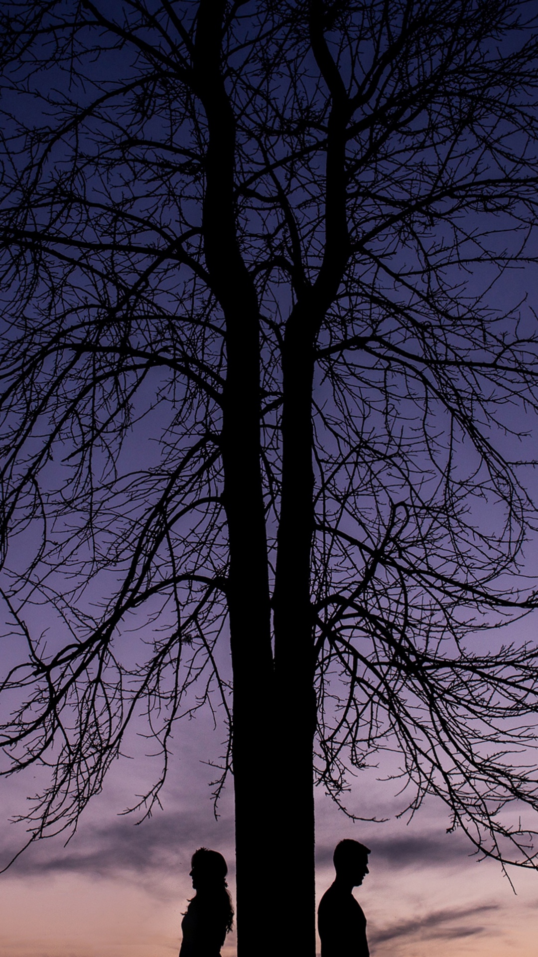 Tree, Nature, Blue, Branch, Woody Plant. Wallpaper in 1080x1920 Resolution