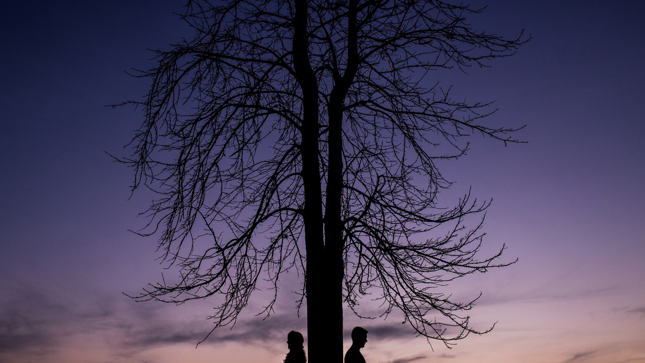 Tree, Nature, Blue, Branch, Woody Plant. Wallpaper in 1280x720 Resolution