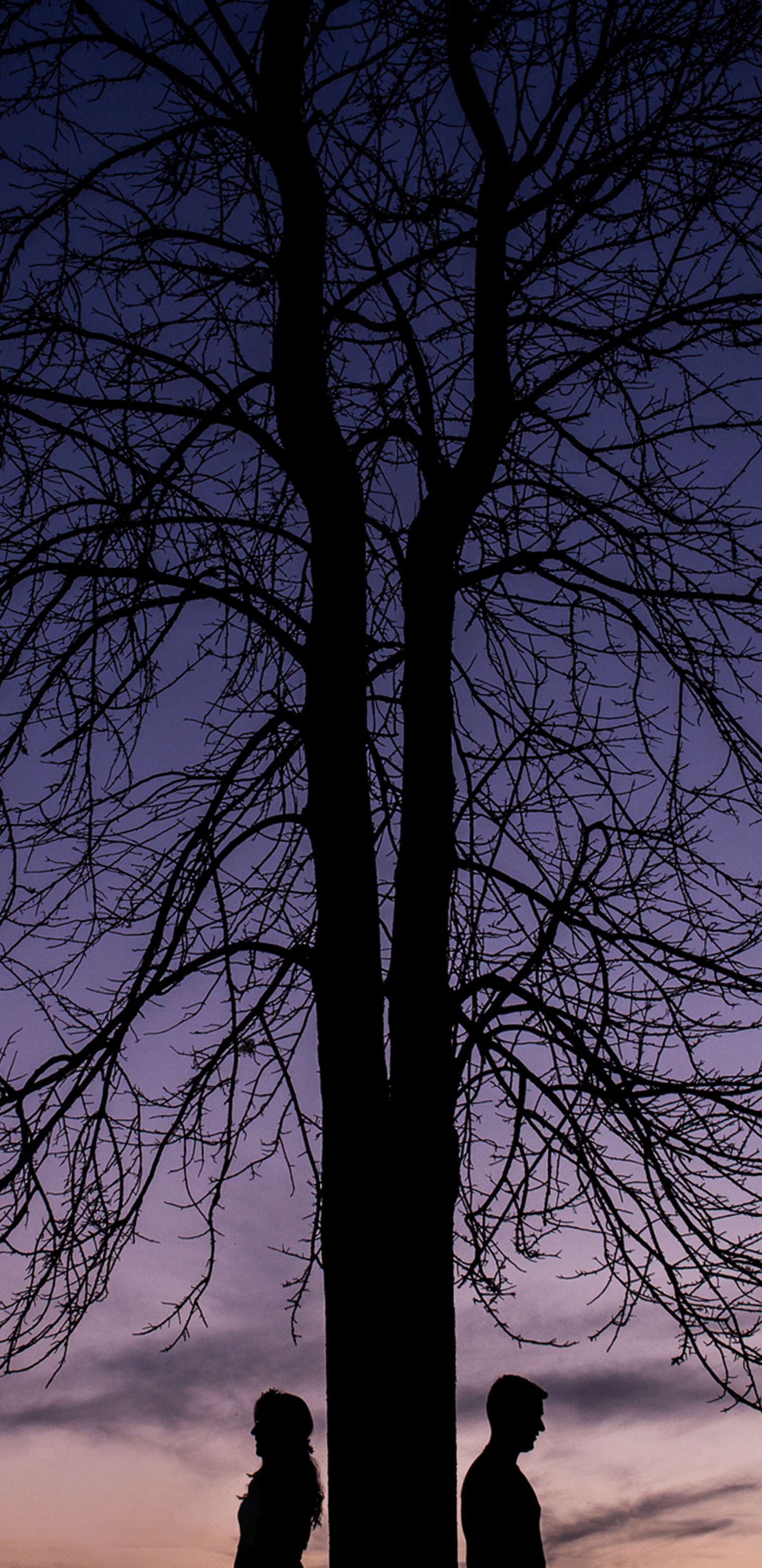 Naturaleza, Azul, Sucursal, Planta Leñosa, Paisaje Natural. Wallpaper in 1440x2960 Resolution