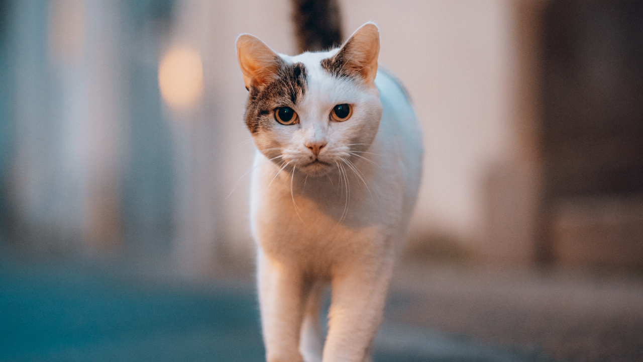 Gato Sphynx, Gran Danés, la Habana Brown, Gato Atigrado, Gato Blanco. Wallpaper in 1280x720 Resolution