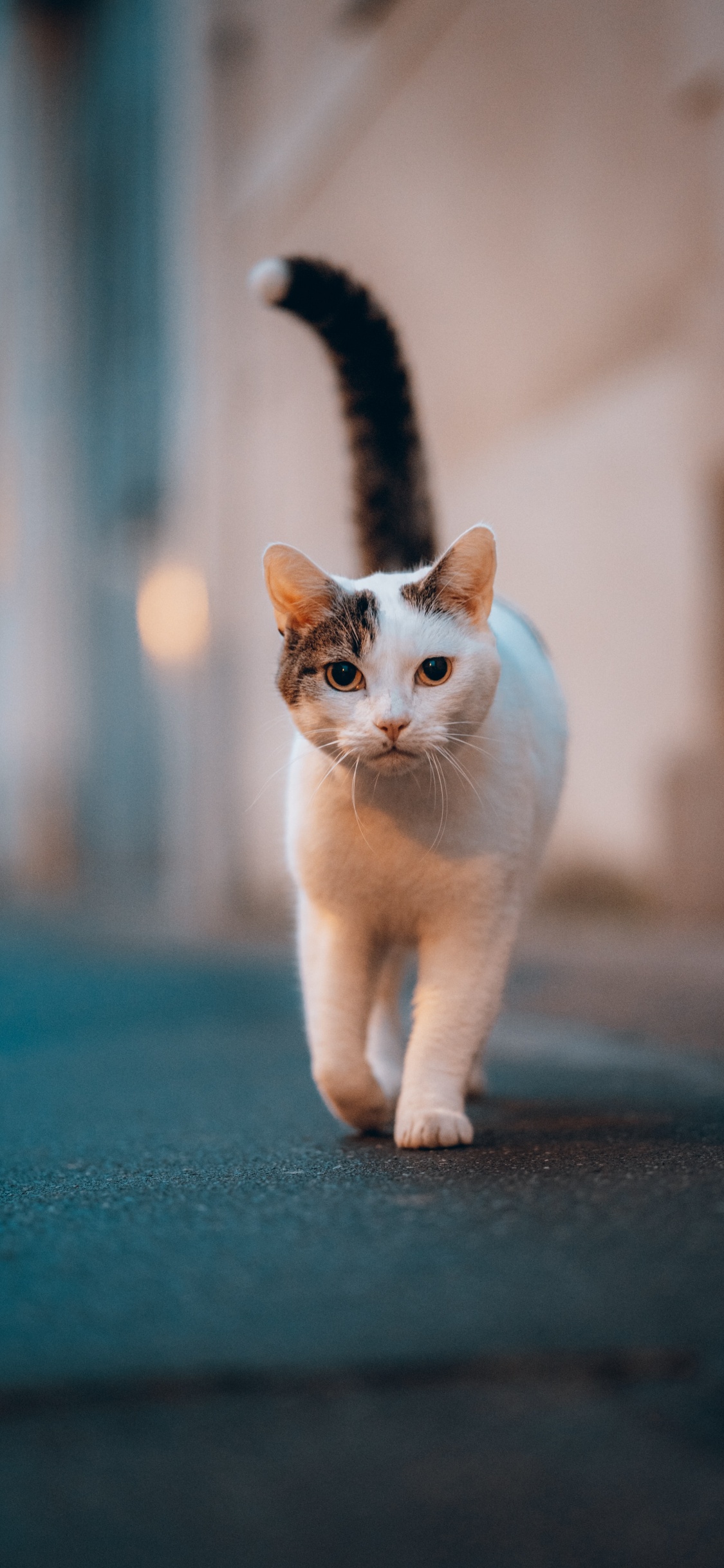 Sphynx Cat, Great Dane, Havana Brown, Tabby Cat, White Cat. Wallpaper in 1125x2436 Resolution