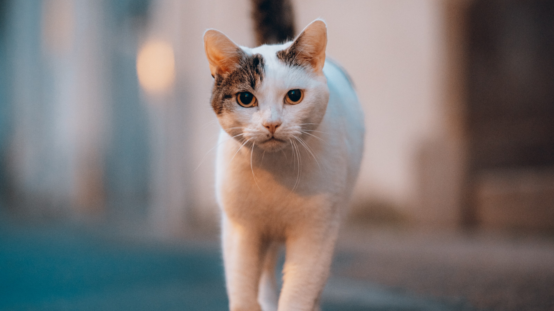 Sphynx Cat, Great Dane, Havana Brown, Tabby Cat, White Cat. Wallpaper in 1920x1080 Resolution