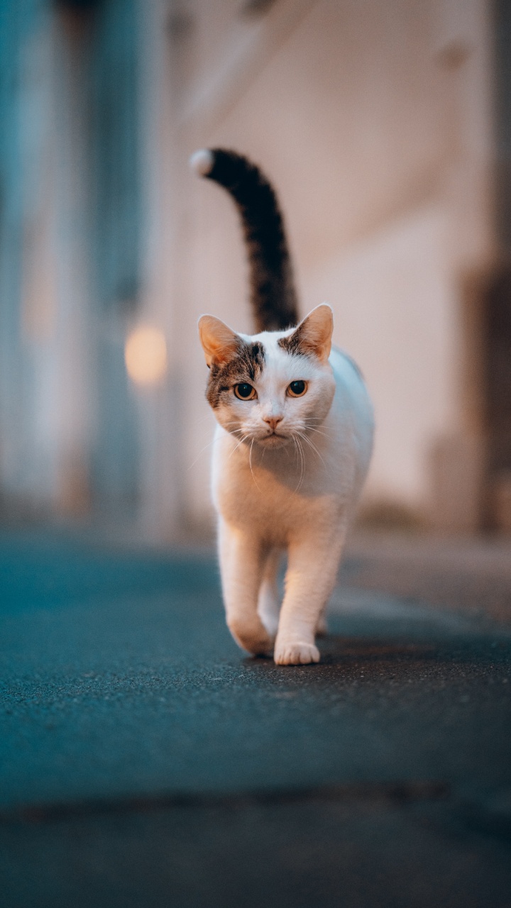 Sphynx Cat, Great Dane, Havana Brown, Tabby Cat, White Cat. Wallpaper in 720x1280 Resolution