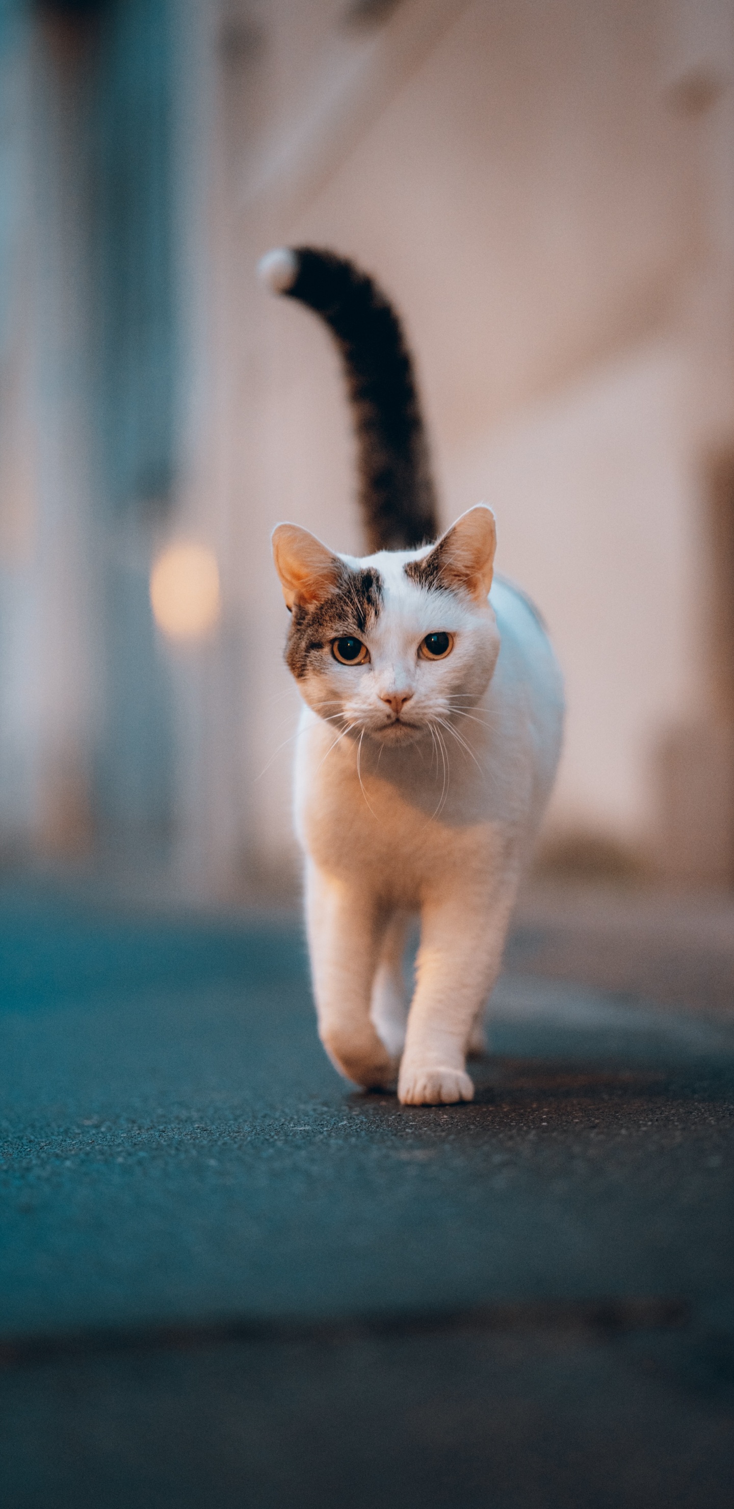 Sphynx Katze, Dogge, Havana Brown, Tabby-Katze, Weiße Katze. Wallpaper in 1440x2960 Resolution