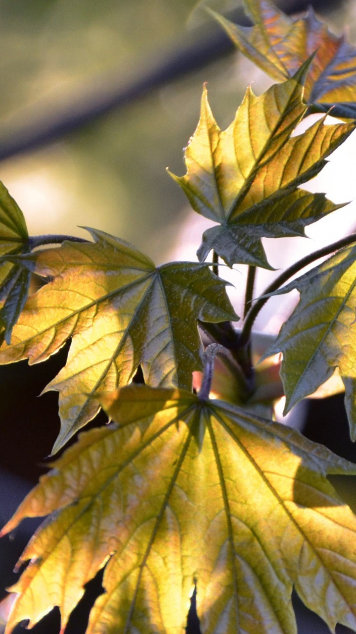 Feuilles Vertes et Jaunes Dans L'objectif à Basculement. Wallpaper in 720x1280 Resolution