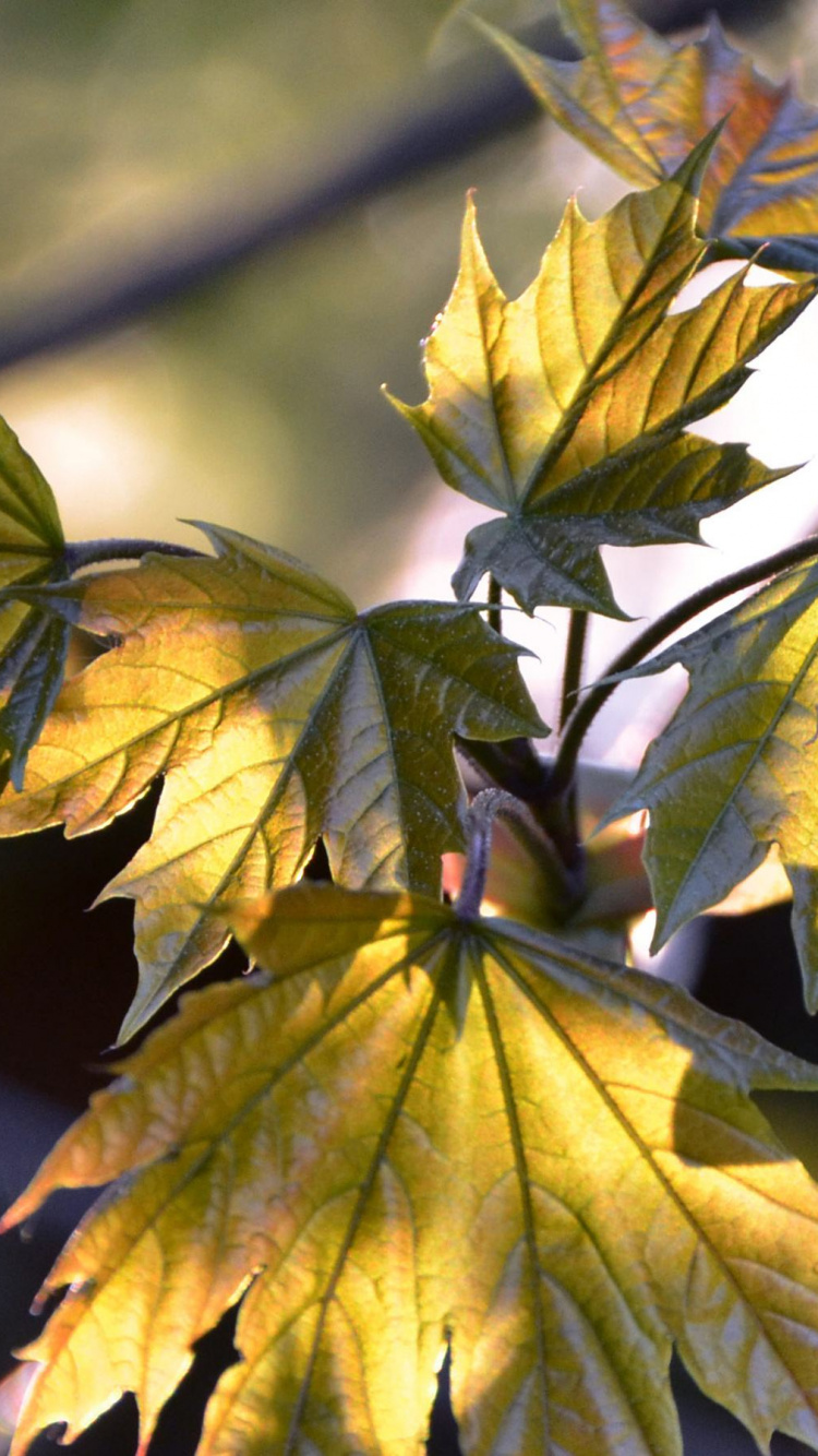 Feuilles Vertes et Jaunes Dans L'objectif à Basculement. Wallpaper in 750x1334 Resolution