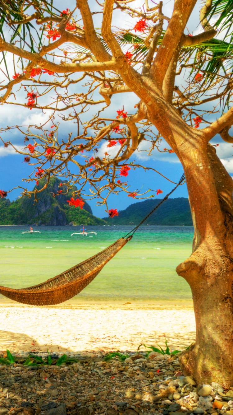 Brown Tree on Beach Shore During Daytime. Wallpaper in 750x1334 Resolution