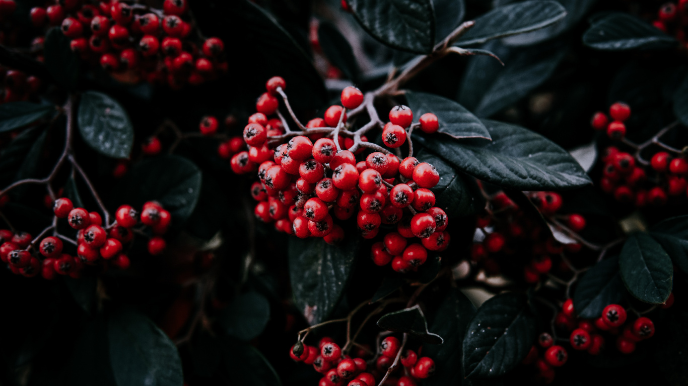 Rowan, Rojo, la Floración de la Planta, Planta Leñosa, Estambul. Wallpaper in 1366x768 Resolution