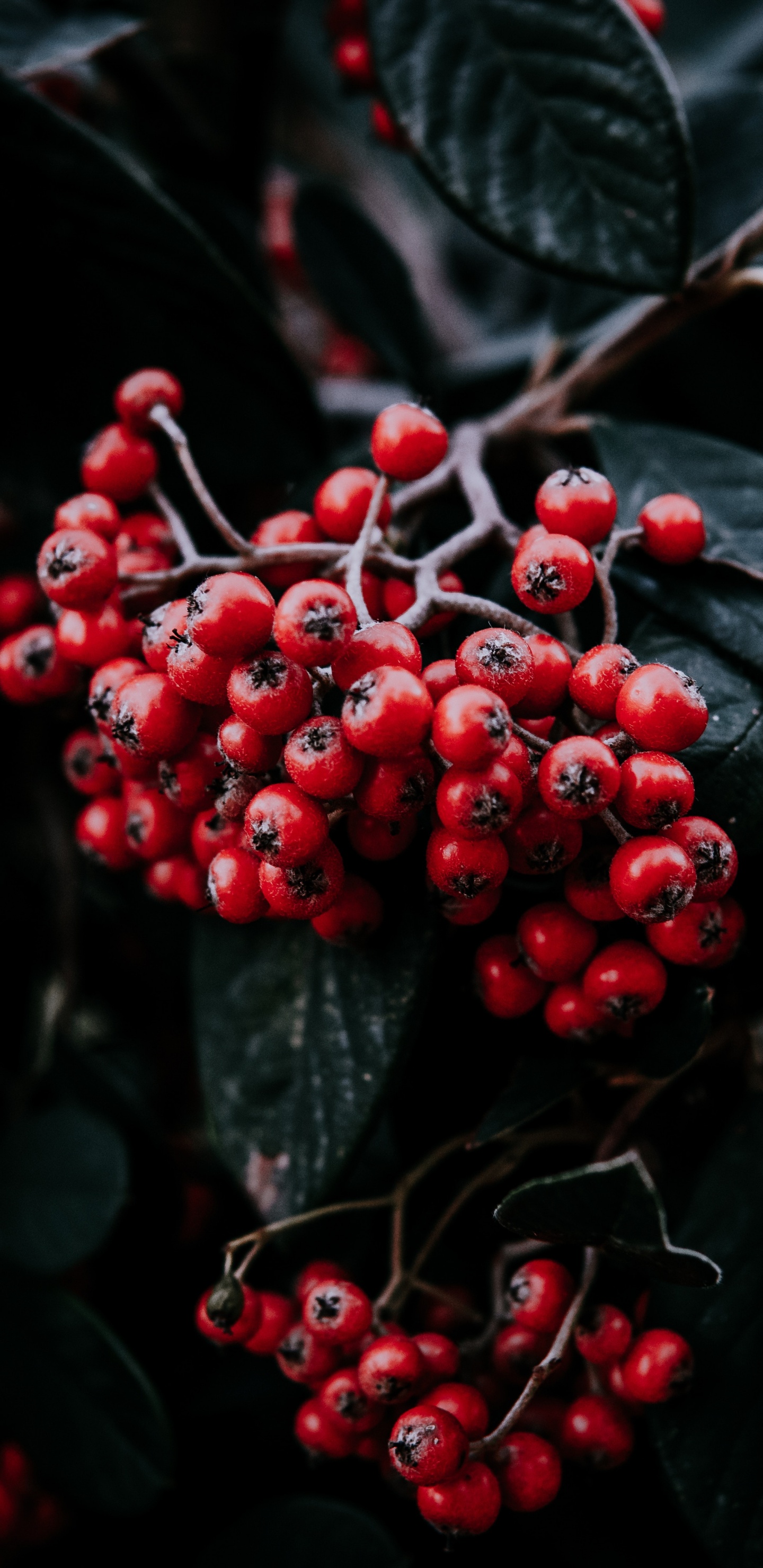罗恩, 红色的, 显花植物, 木本植物, 伊斯坦布尔 壁纸 1440x2960 允许
