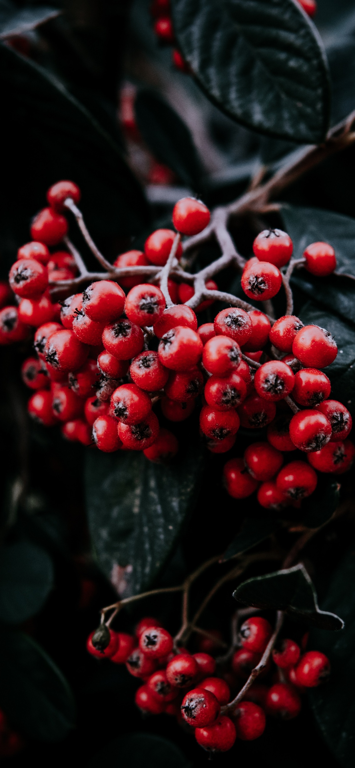Fruits, Rowan, Red, Feuille, la Floraison de la Plante. Wallpaper in 1242x2688 Resolution