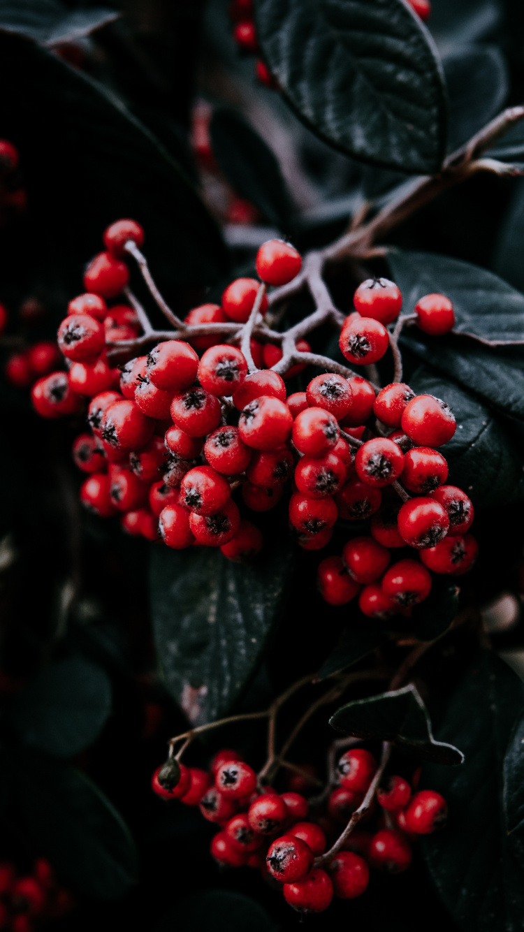 Fruits, Rowan, Red, Feuille, la Floraison de la Plante. Wallpaper in 750x1334 Resolution