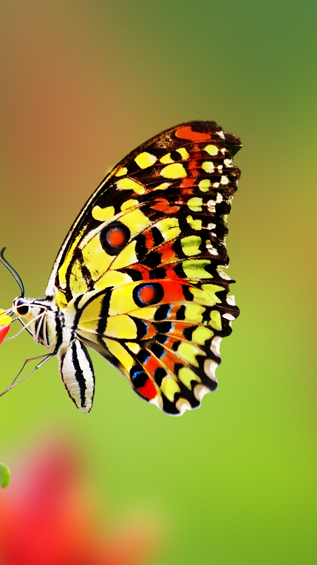 Papillon Noir et Blanc Marron. Wallpaper in 1080x1920 Resolution