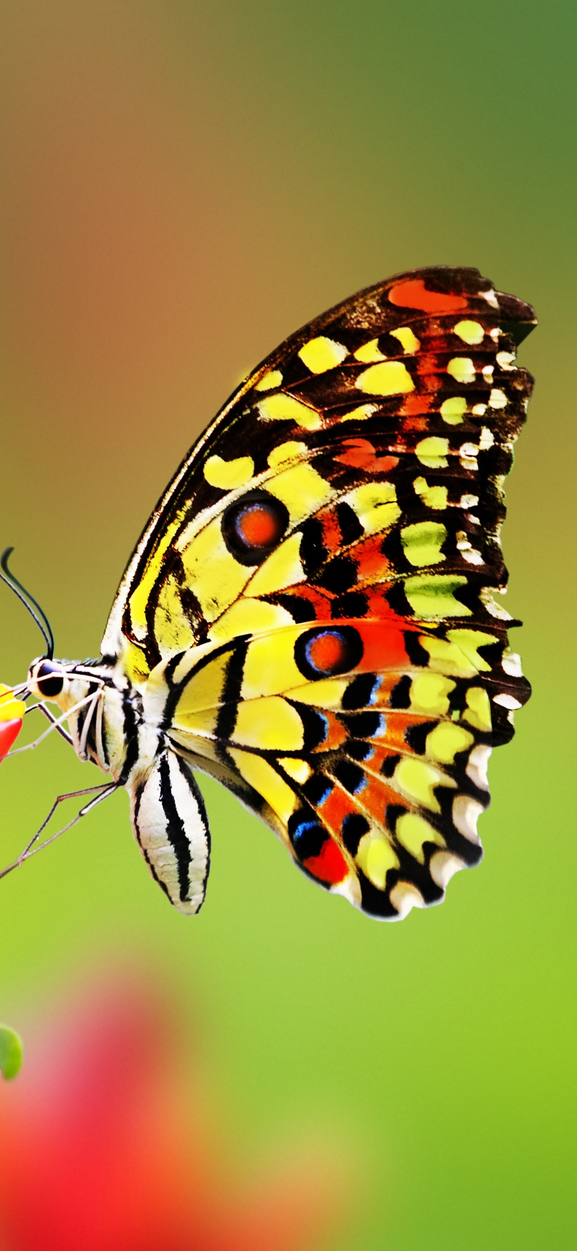 Papillon Noir et Blanc Marron. Wallpaper in 1125x2436 Resolution