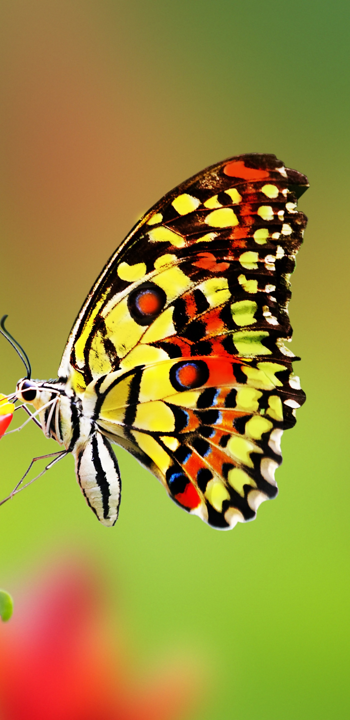 Papillon Noir et Blanc Marron. Wallpaper in 1440x2960 Resolution