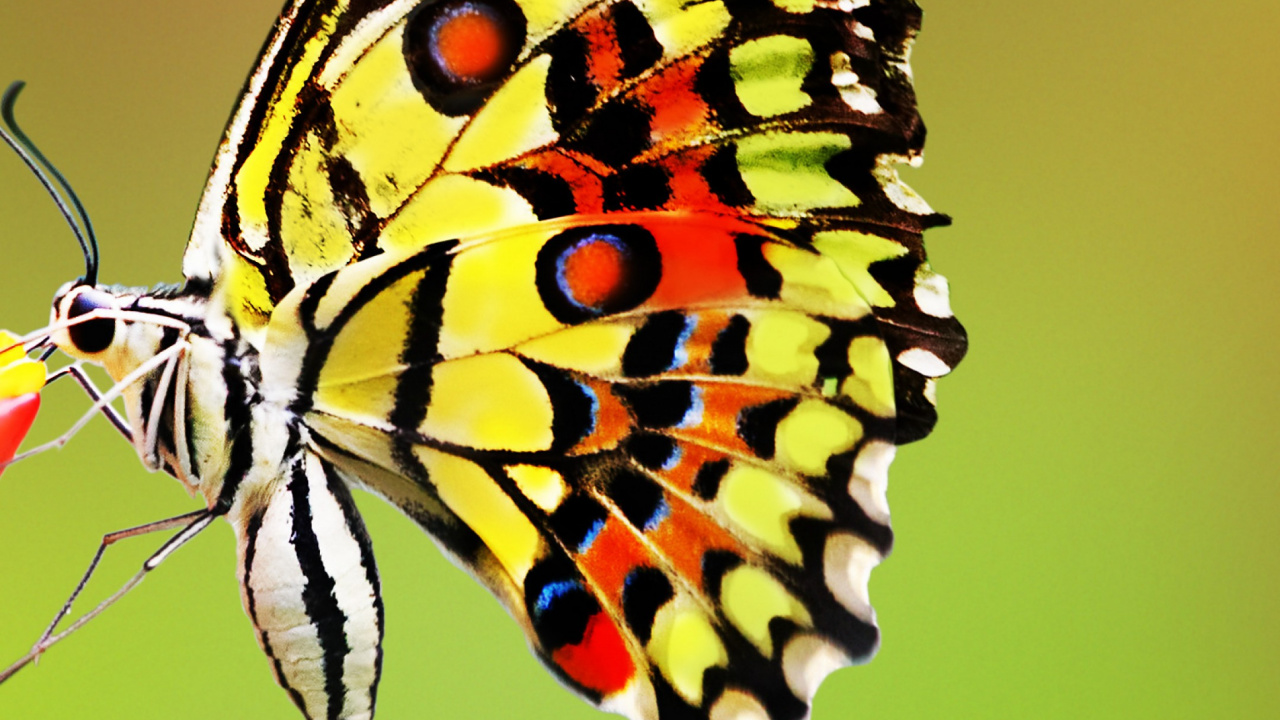 Brown Black and White Butterfly. Wallpaper in 1280x720 Resolution