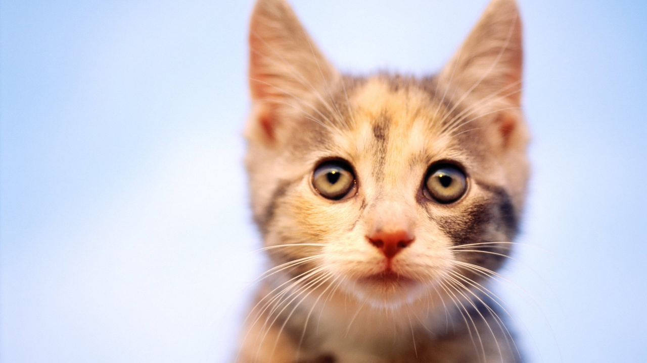 Chat Tigré Brun Sur Fond Blanc. Wallpaper in 1280x720 Resolution