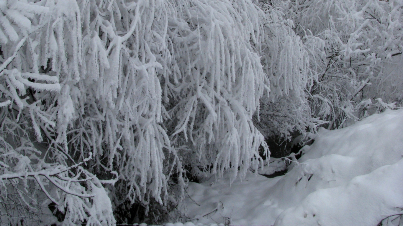 White Snow Covered Tree During Daytime. Wallpaper in 1366x768 Resolution