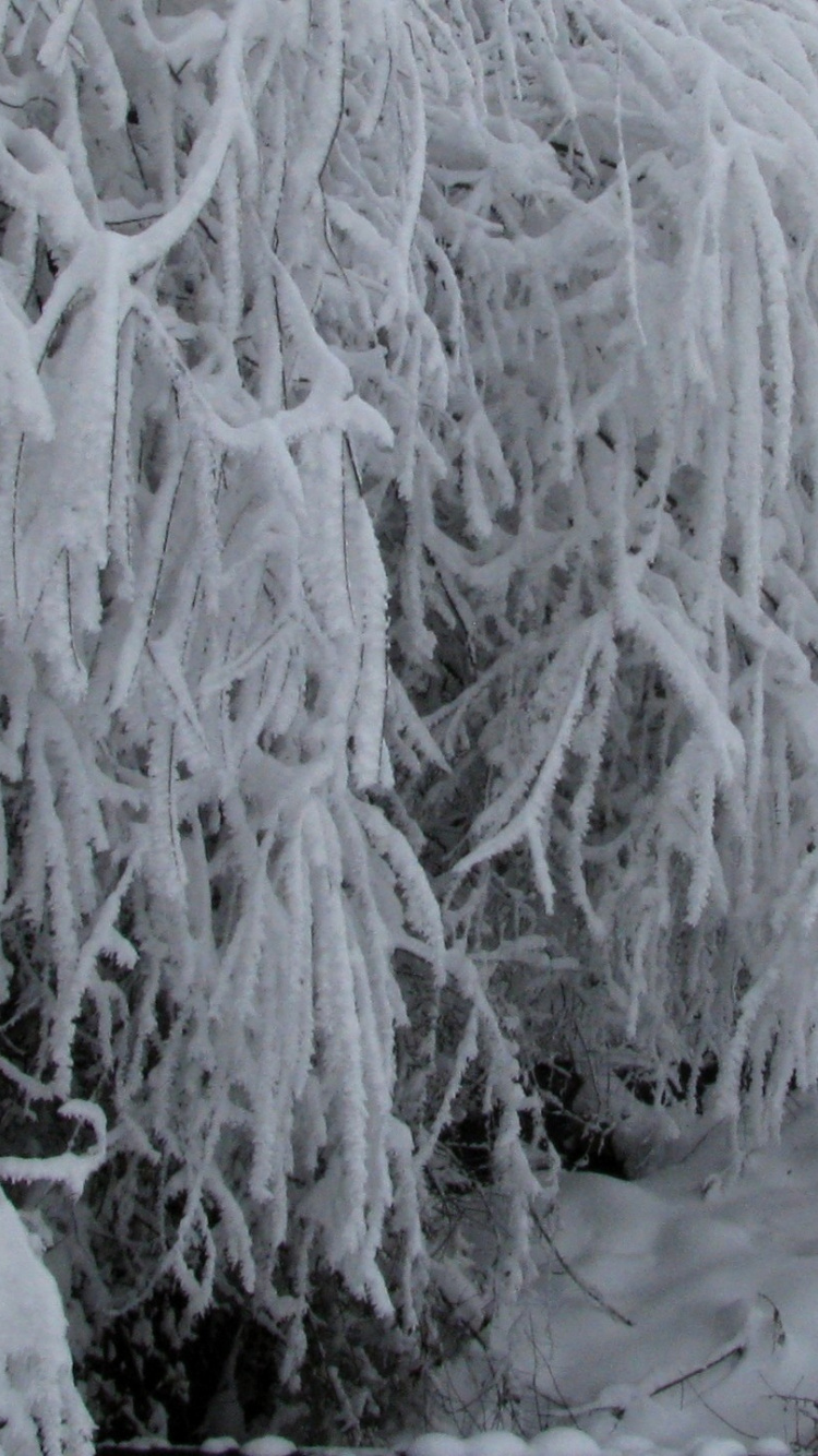 Arbre Couvert de Neige Blanche Pendant la Journée. Wallpaper in 750x1334 Resolution