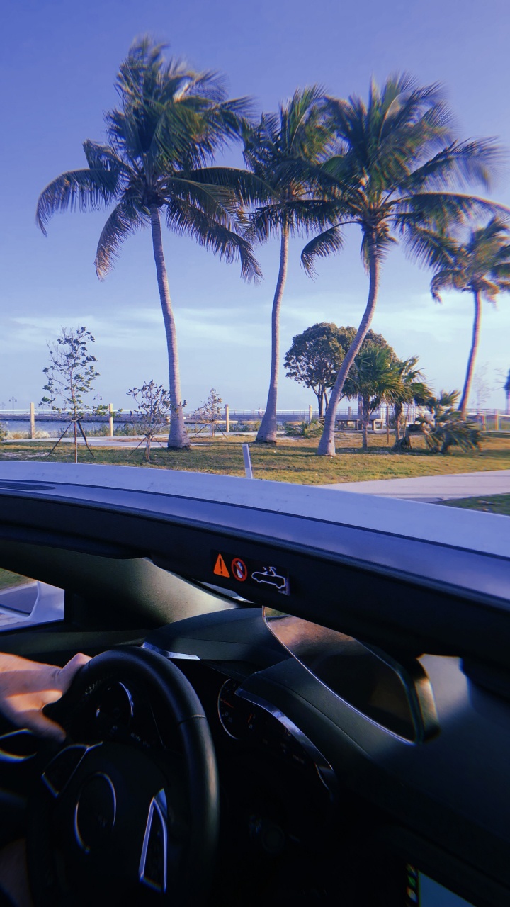 Miami, Reflexion, König, Lenkung Teil, Baum. Wallpaper in 720x1280 Resolution