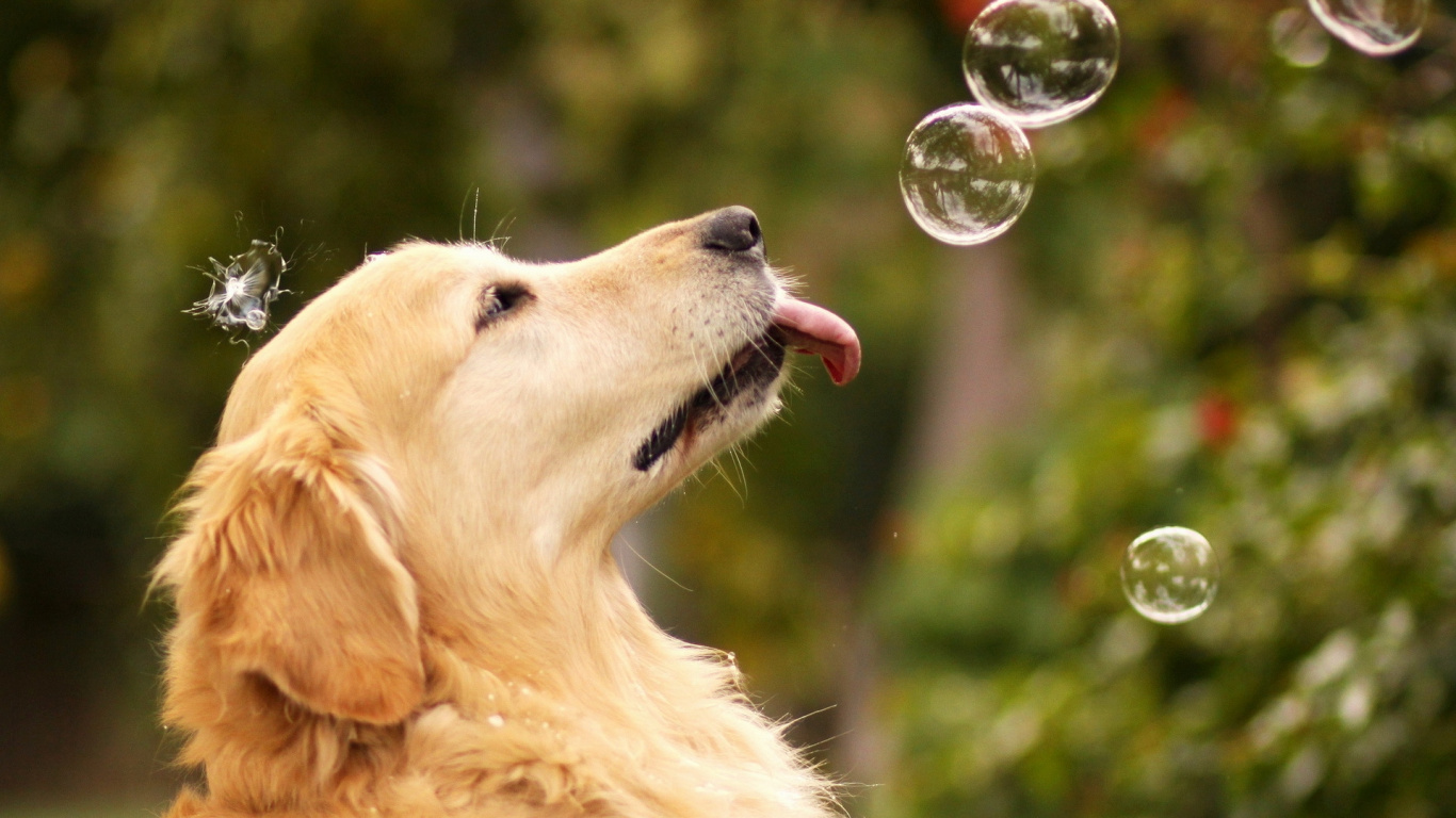 Golden Retriever Avec Des Bulles Dans la Bouche. Wallpaper in 1366x768 Resolution