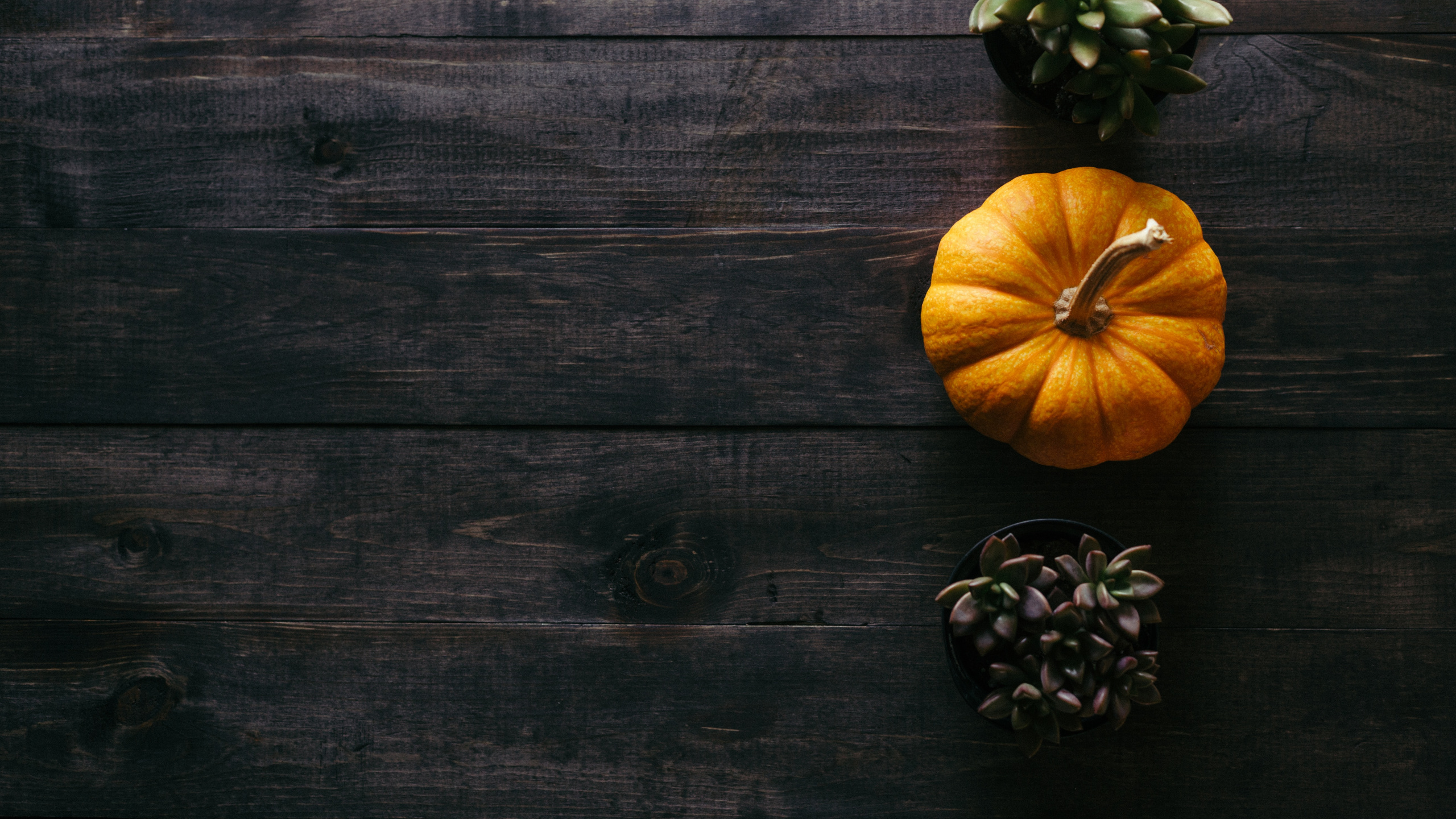 Thanksgiving, Thanksgiving Dinner, Pumpkin Pie, Pumpkin, Plant. Wallpaper in 2560x1440 Resolution
