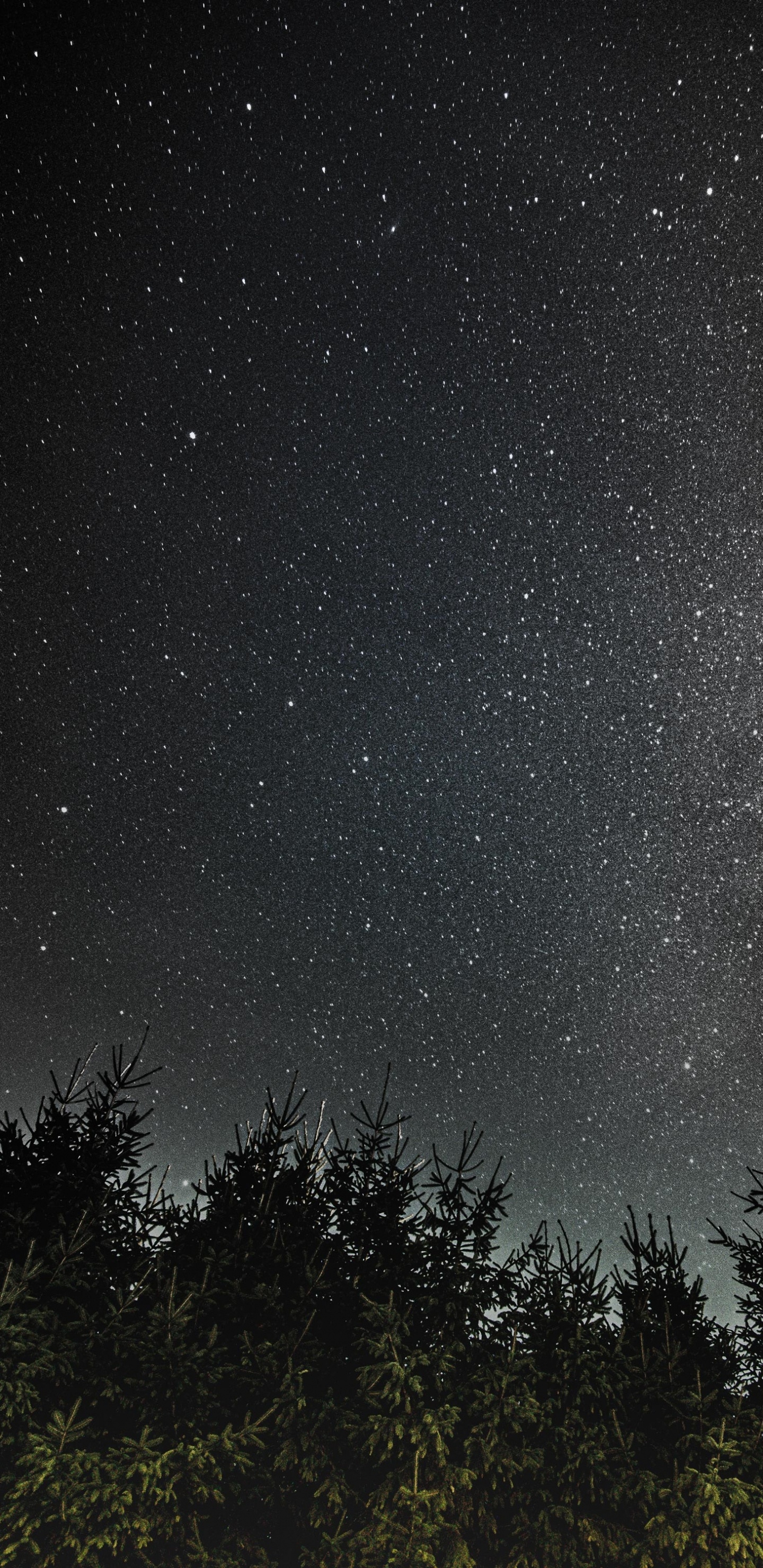 Arbres Verts Sous la Nuit Étoilée. Wallpaper in 1440x2960 Resolution