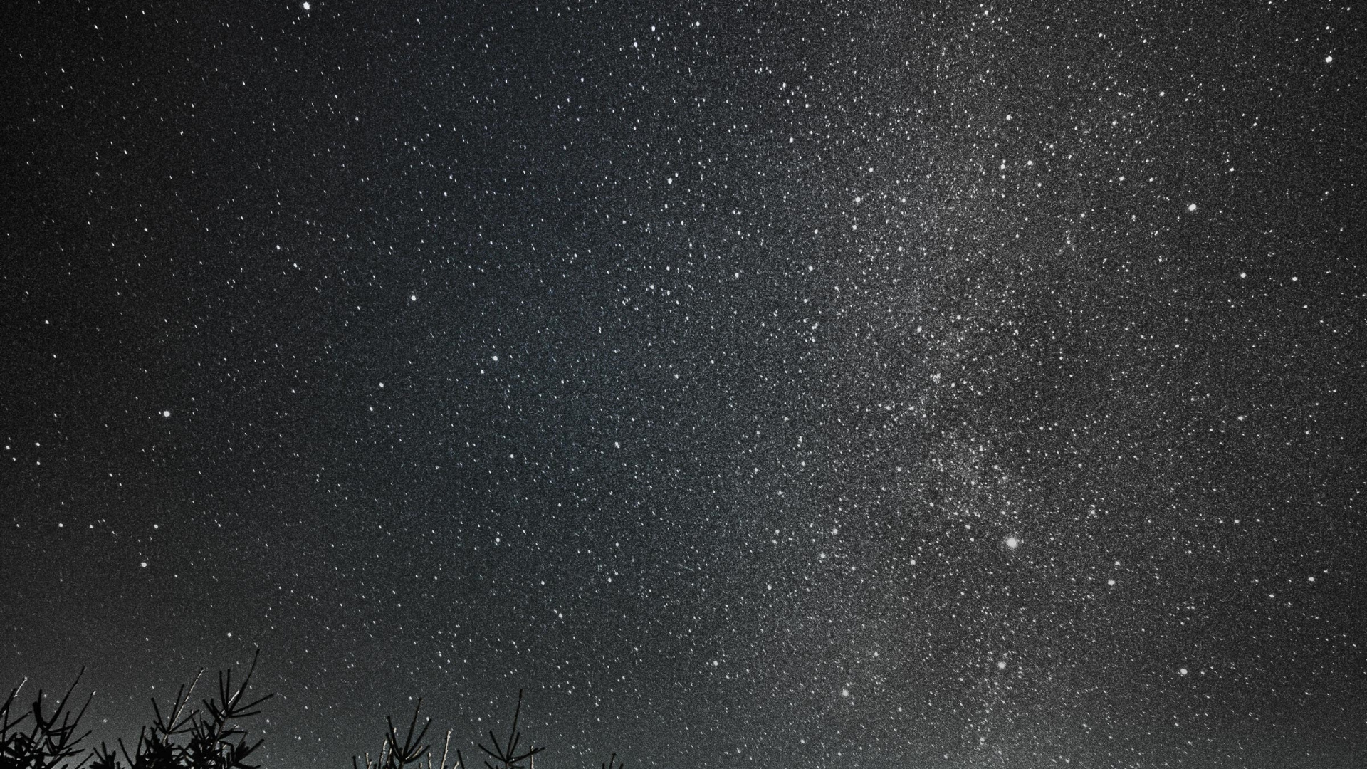 Arbres Verts Sous la Nuit Étoilée. Wallpaper in 1920x1080 Resolution