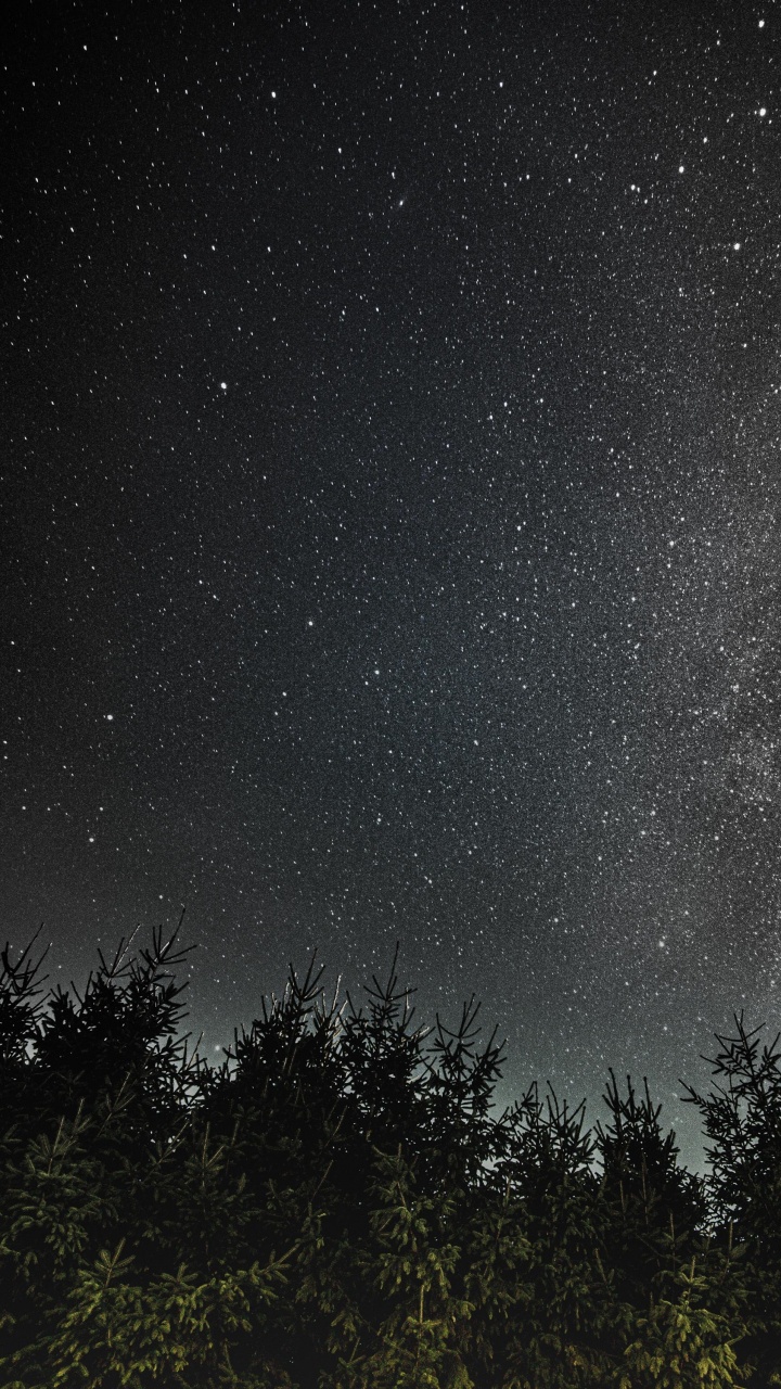 Arbres Verts Sous la Nuit Étoilée. Wallpaper in 720x1280 Resolution