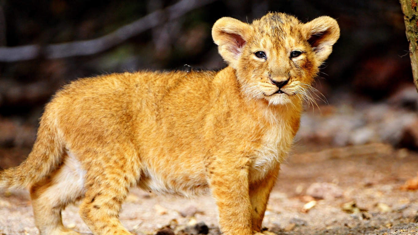 Brown Lioness Walking on Brown Soil During Daytime. Wallpaper in 1366x768 Resolution