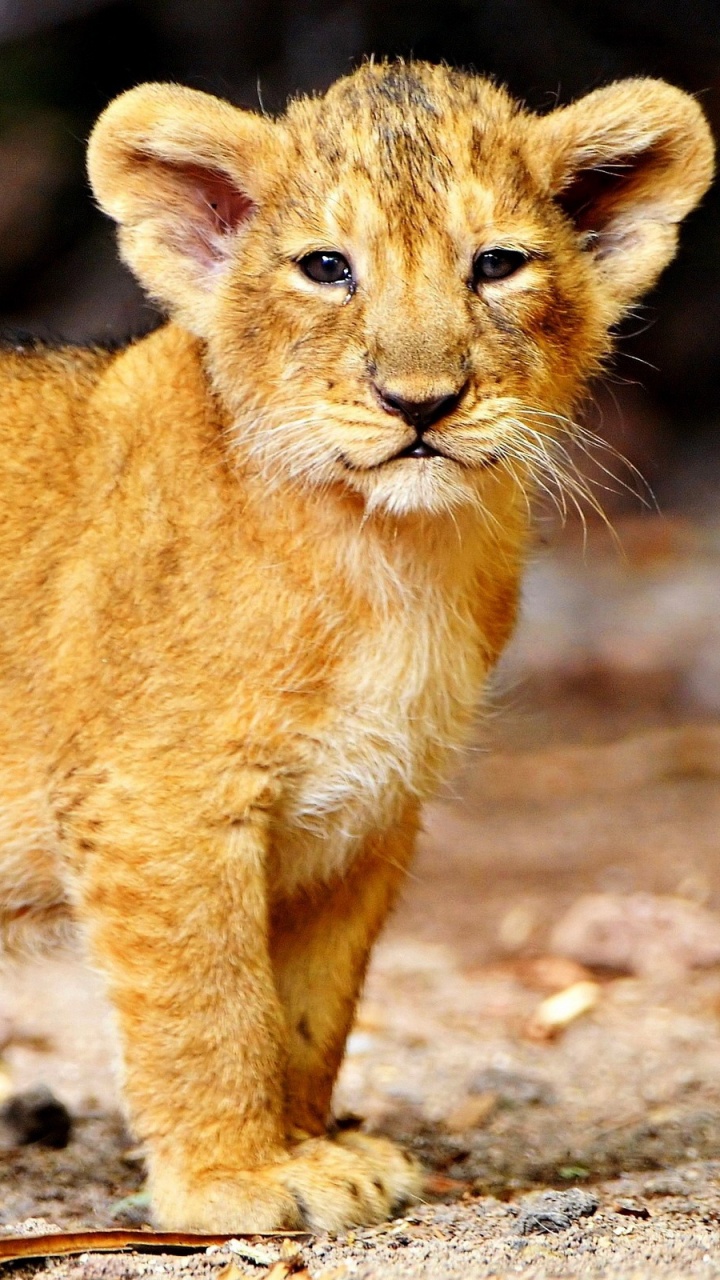 Brown Lioness Walking on Brown Soil During Daytime. Wallpaper in 720x1280 Resolution