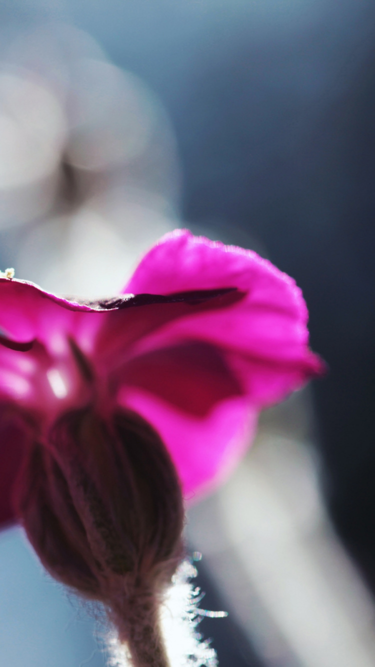 Rosa Blume in Tilt-Shift-Linse. Wallpaper in 750x1334 Resolution