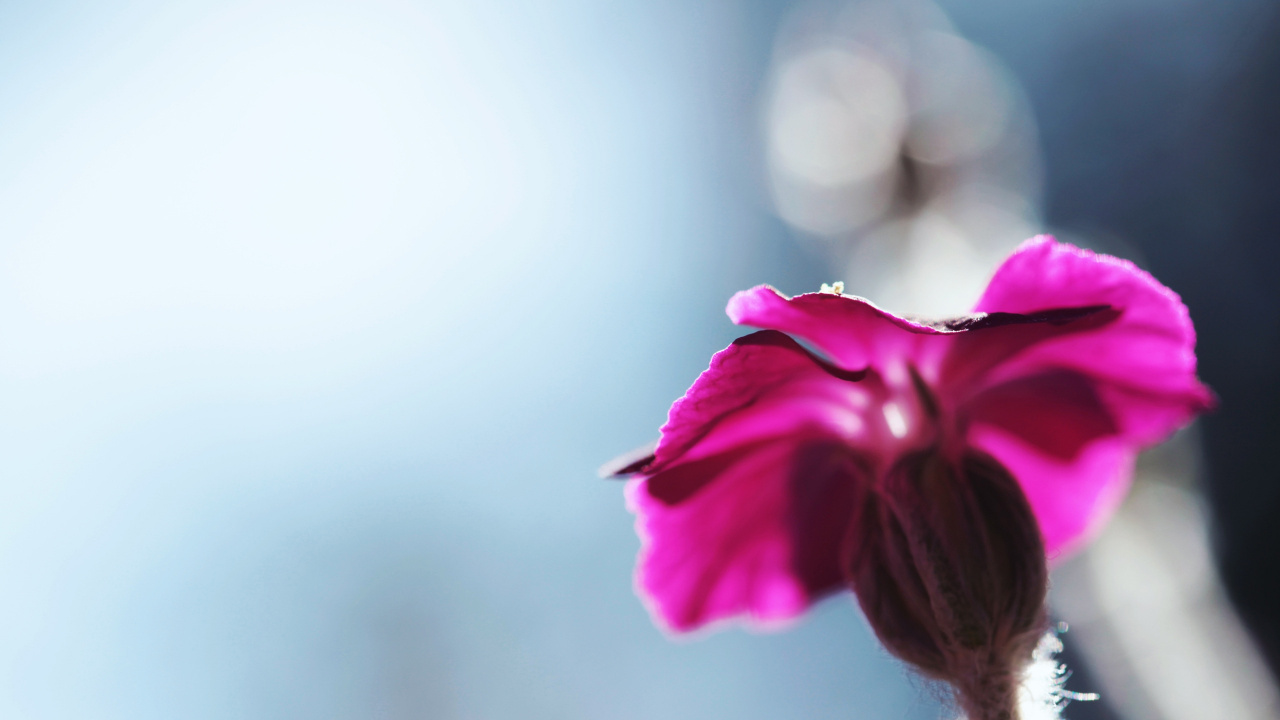 Pink Flower in Tilt Shift Lens. Wallpaper in 1280x720 Resolution