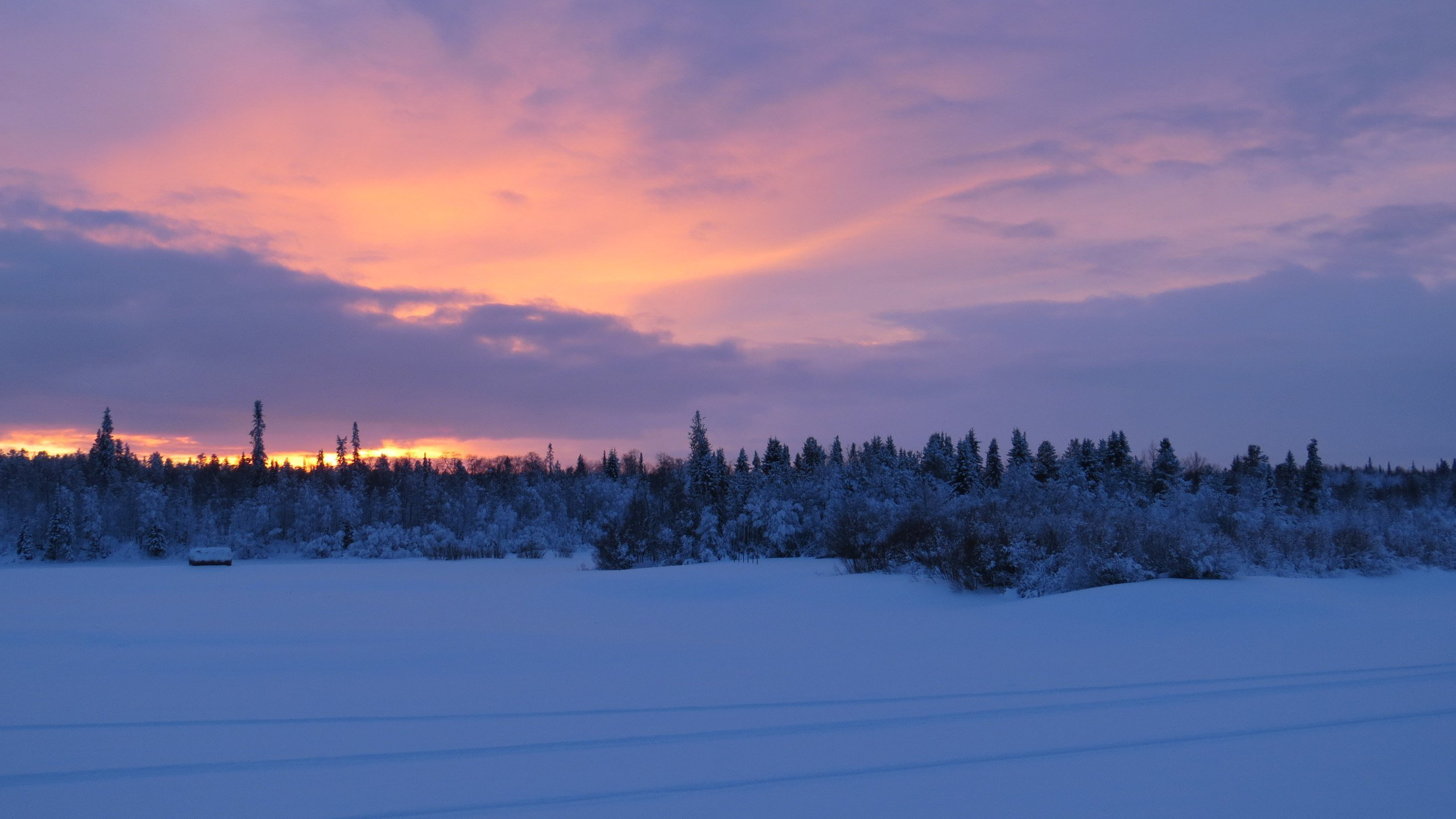 Arbres Sur Sol Couvert de Neige Pendant le Coucher du Soleil. Wallpaper in 2560x1440 Resolution