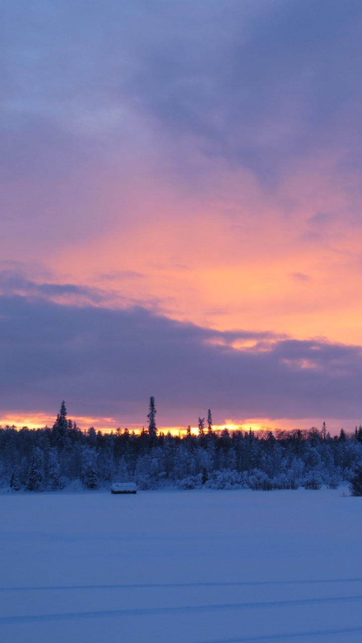 Arbres Sur Sol Couvert de Neige Pendant le Coucher du Soleil. Wallpaper in 720x1280 Resolution