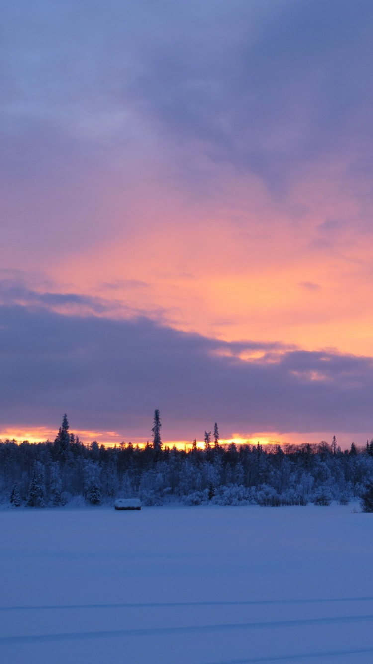 Bäume Auf Schneebedecktem Boden Bei Sonnenuntergang. Wallpaper in 750x1334 Resolution