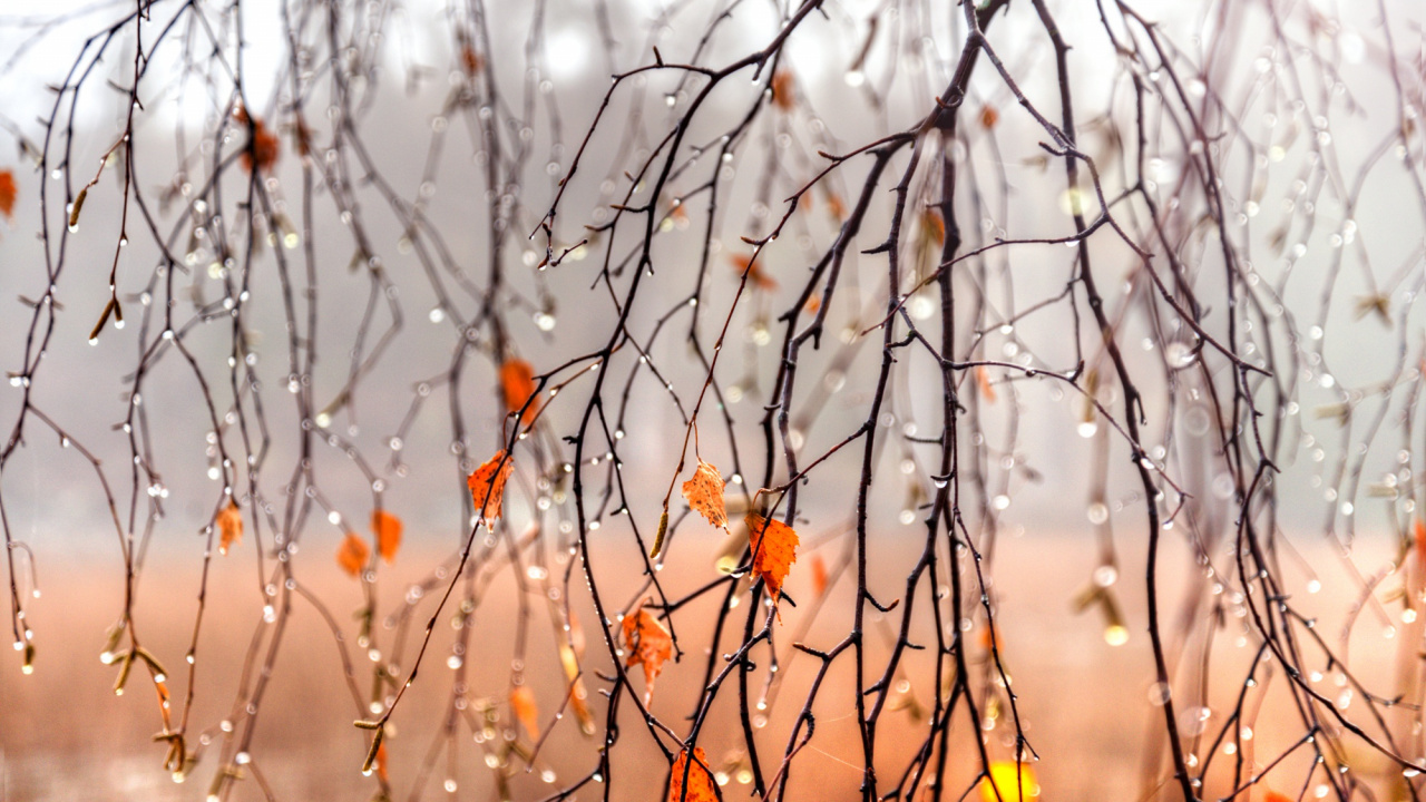 Fleurs Orange Sur Branche D'arbre Brun. Wallpaper in 1280x720 Resolution