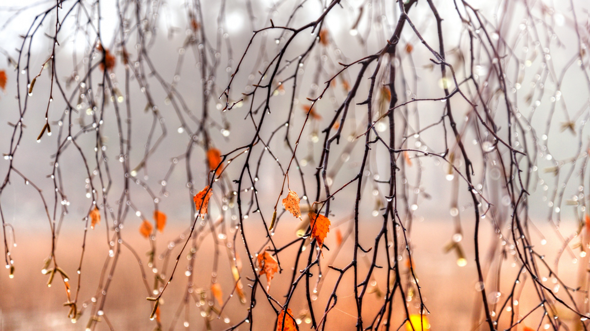 Fleurs Orange Sur Branche D'arbre Brun. Wallpaper in 1920x1080 Resolution