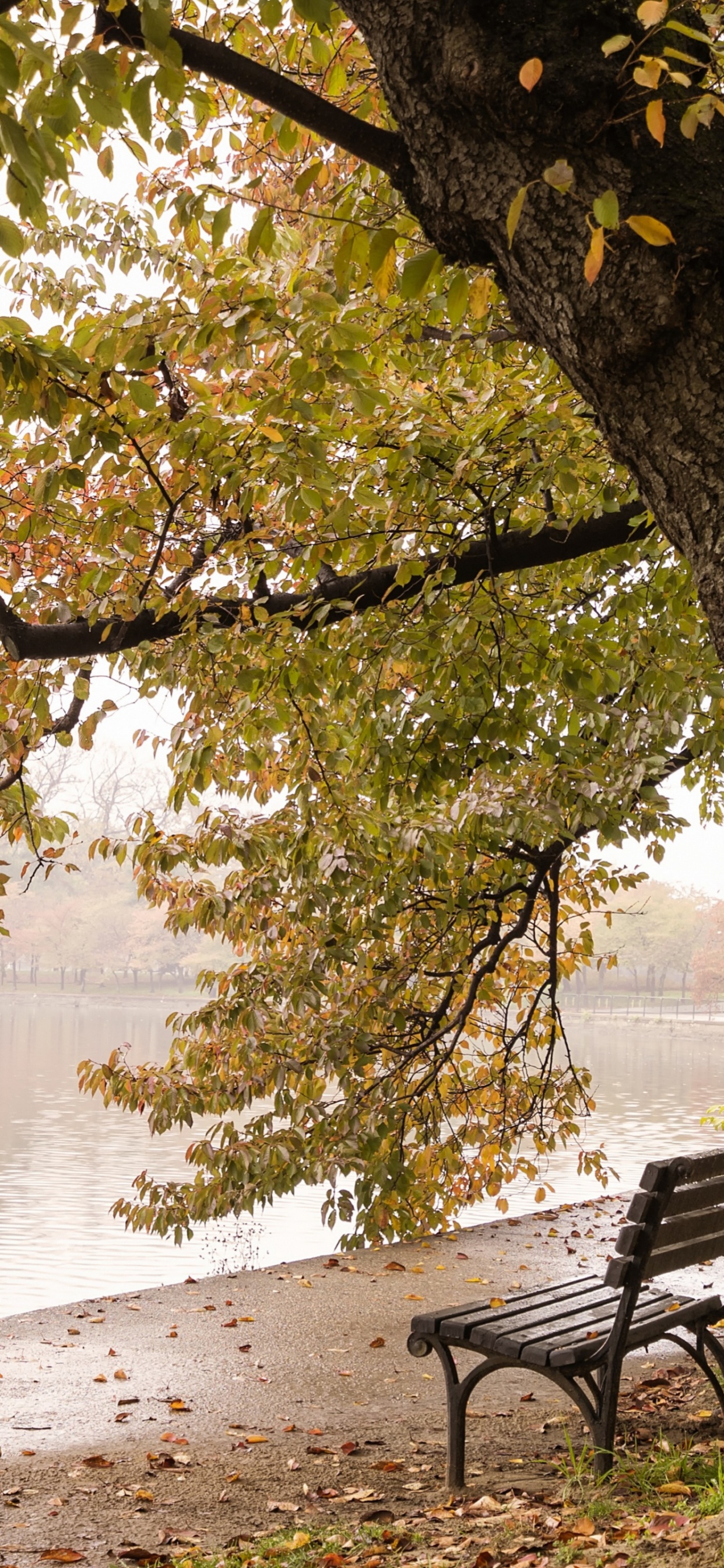 Naturaleza, Cuenca de Mareas, Monumento a Franklin Delano Roosevelt, Agua, Mueble. Wallpaper in 1242x2688 Resolution