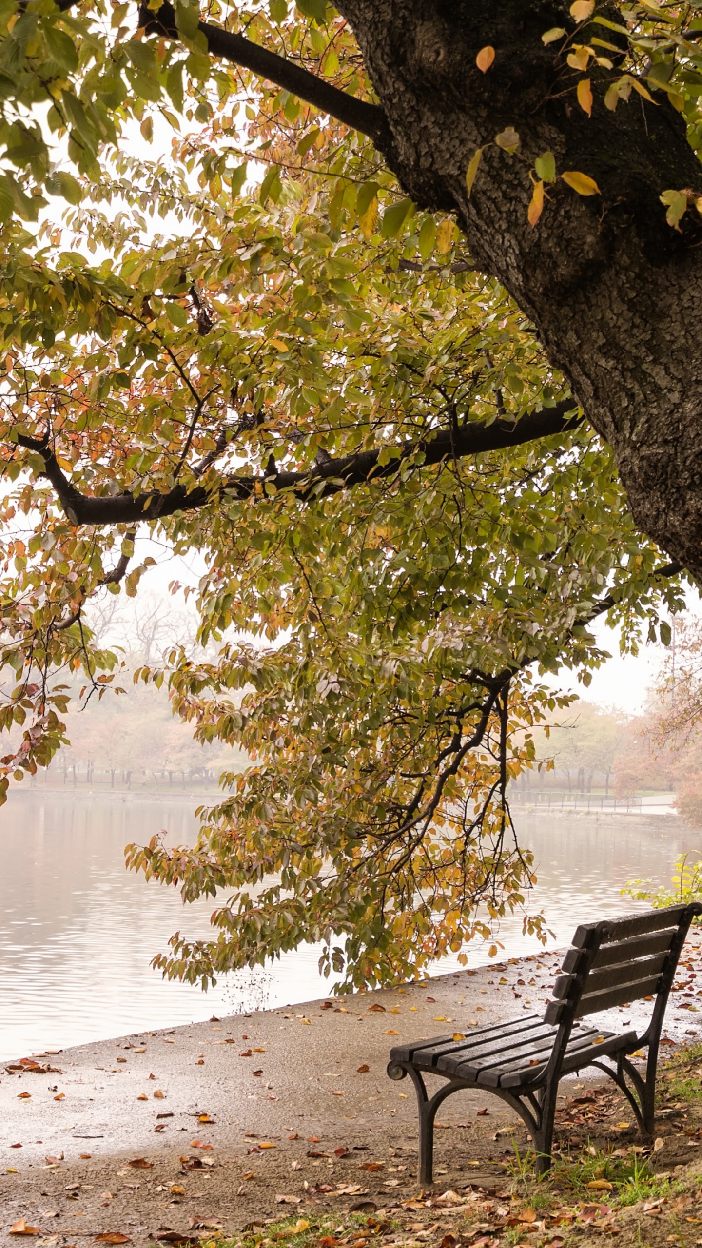 Nature, Tidal Basin, Franklin Delano Roosevelt Memorial, Water, Plant. Wallpaper in 1440x2560 Resolution