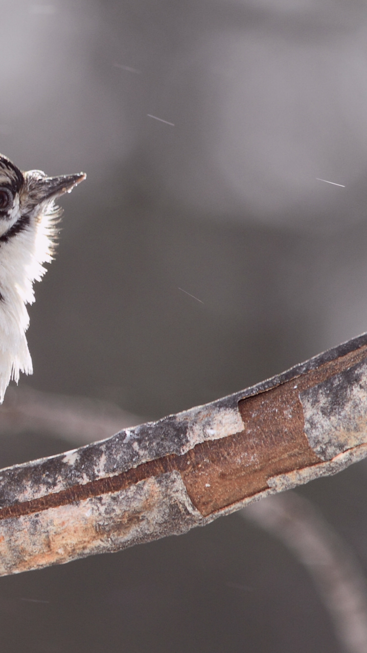 White and Black Bird on Brown Tree Branch. Wallpaper in 750x1334 Resolution