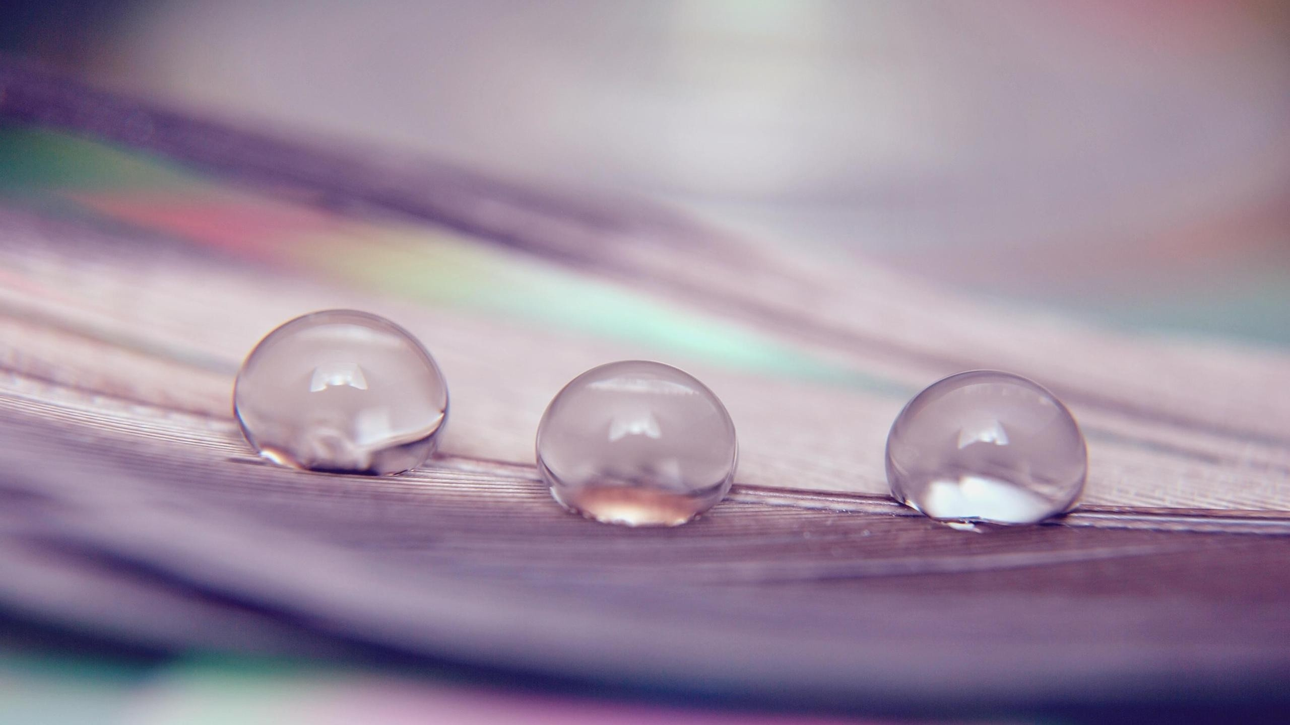 Water Droplets on Purple Surface. Wallpaper in 2560x1440 Resolution