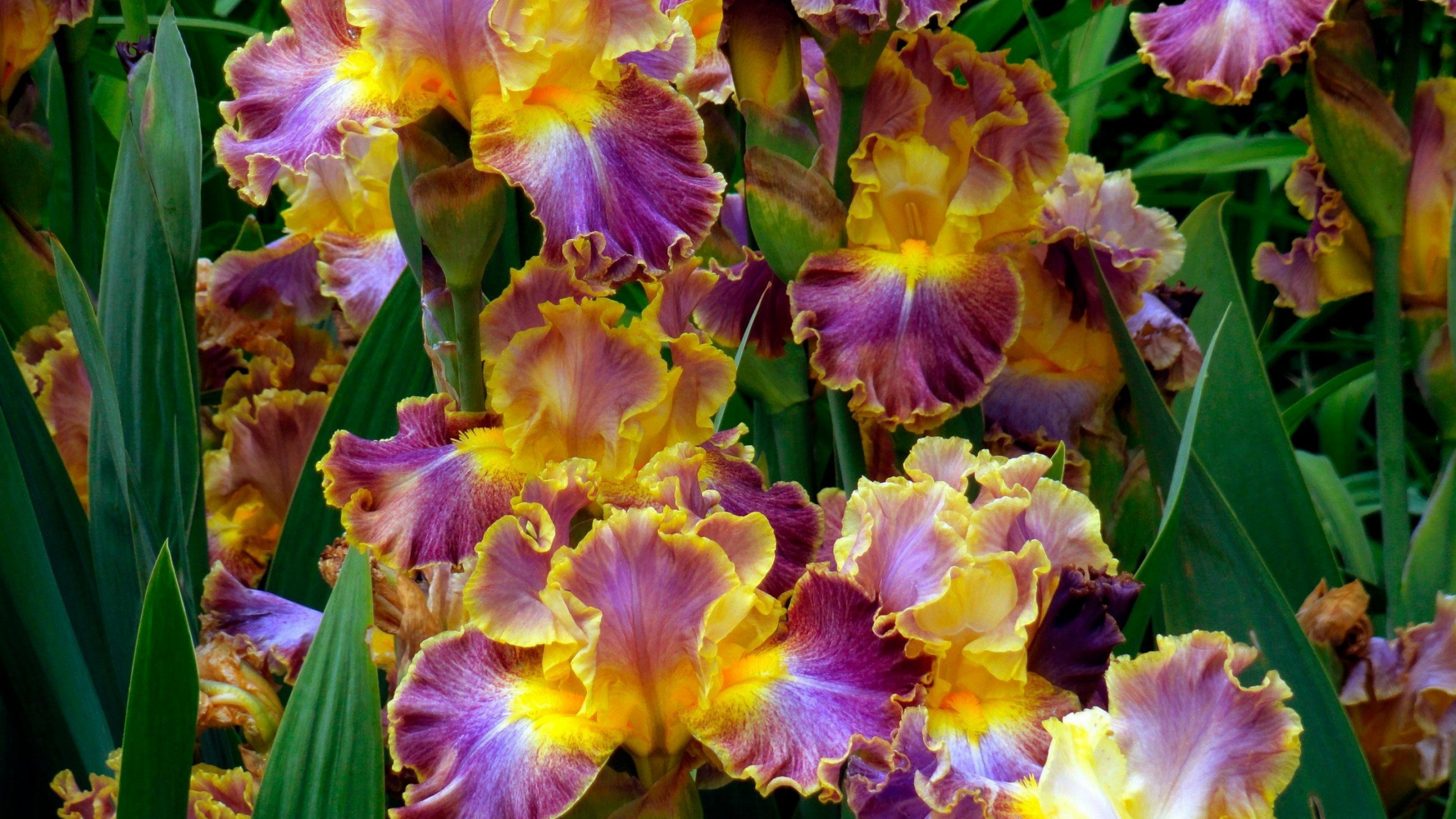 Yellow and Purple Flower in Close up Photography. Wallpaper in 2560x1440 Resolution