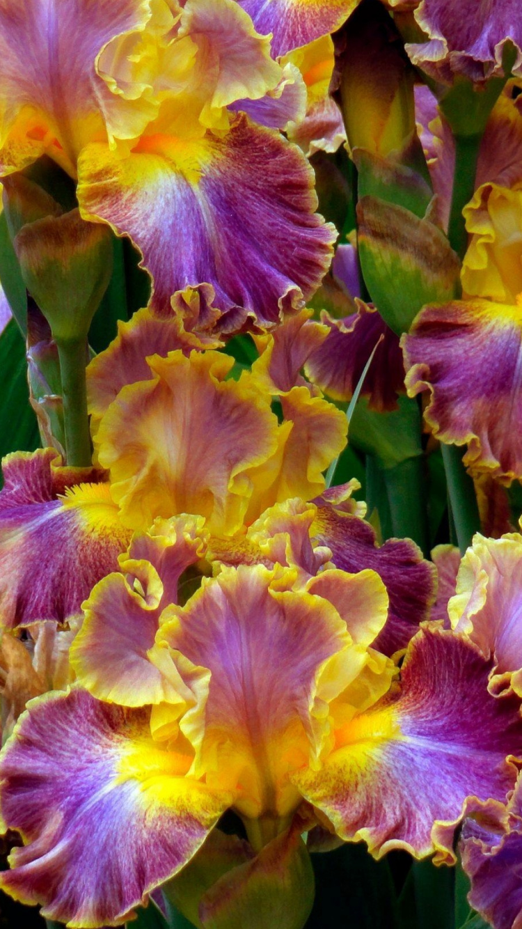 Yellow and Purple Flower in Close up Photography. Wallpaper in 750x1334 Resolution
