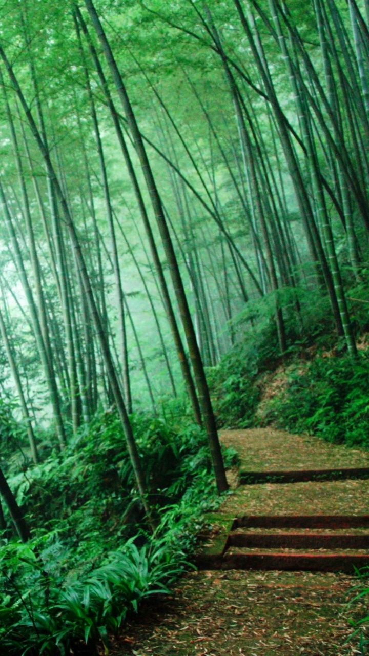 Green Bamboo Trees During Daytime. Wallpaper in 720x1280 Resolution