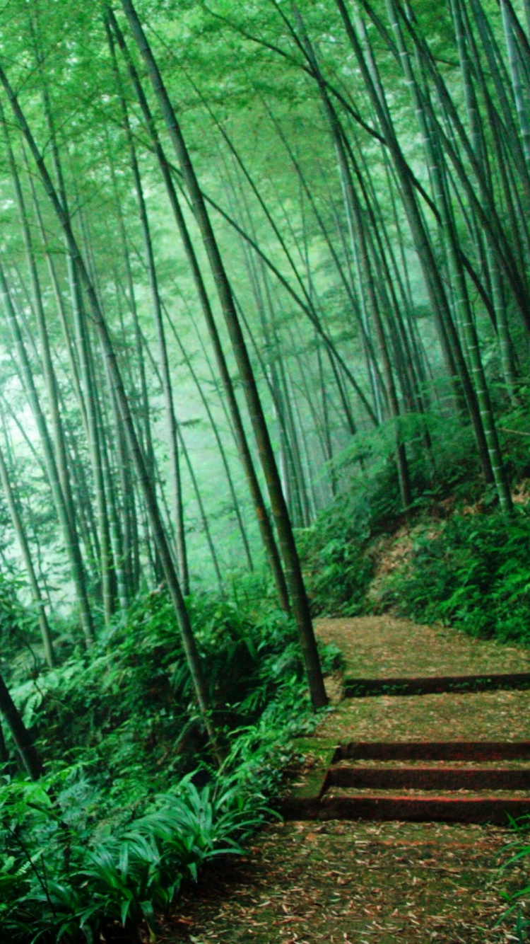 Green Bamboo Trees During Daytime. Wallpaper in 750x1334 Resolution
