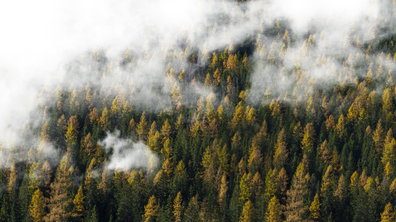 Arbres Verts Sous Des Nuages Blancs. Wallpaper in 1366x768 Resolution