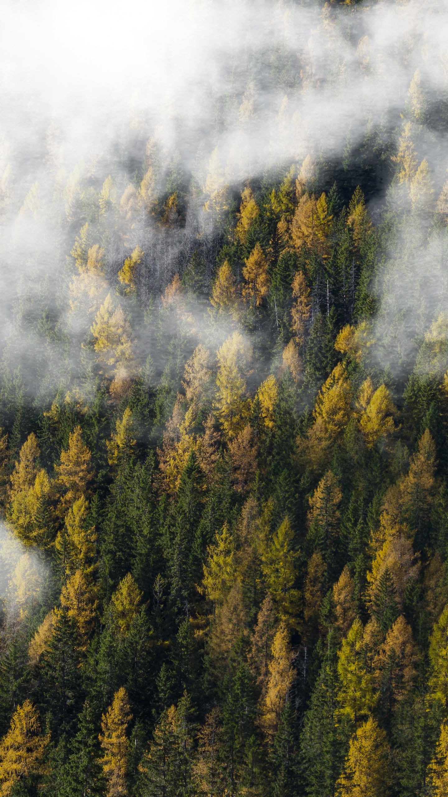 Arbres Verts Sous Des Nuages Blancs. Wallpaper in 1440x2560 Resolution